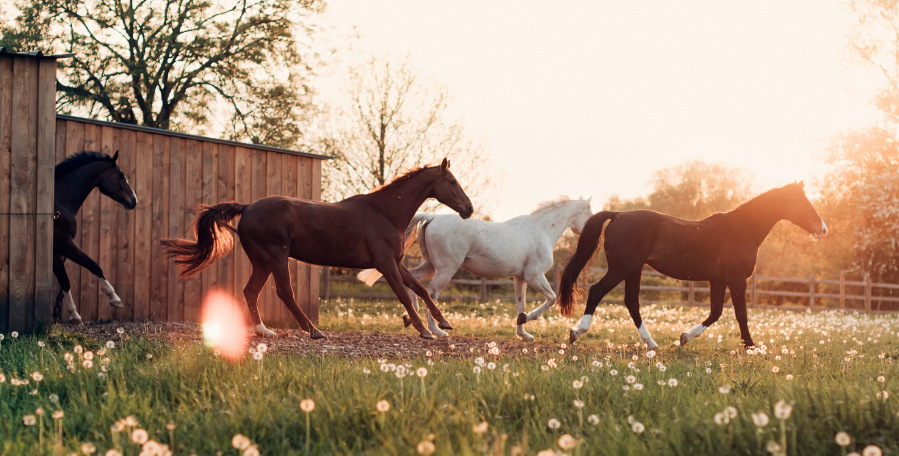 clanek 12 - kone priprava 4